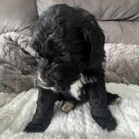 Red, a female Bernedoodle for sale in Valparaiso, IN – Photo 2 of 3