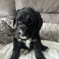 Red, a female Bernedoodle for sale in Valparaiso, IN – Photo 3 of 3