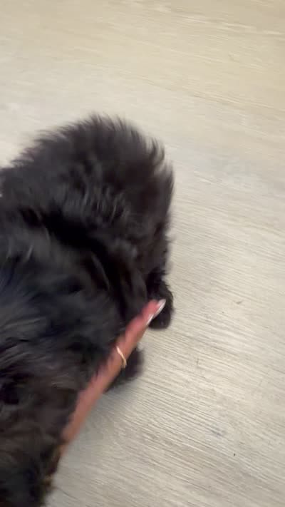 Mason , a male Yorkipoo for sale in Brockton, MA – 1 of 1
