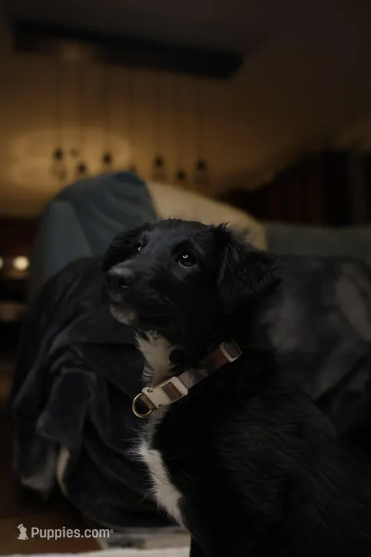 Lilly – Australian Shepherd, Border Collie puppy for sale in Oswego, IL