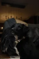 Lilly, a female Australian Shepherd and Border Collie for sale in Oswego, IL – Photo 1 of 7