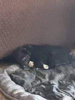 Lilly, a female Australian Shepherd and Border Collie for sale in Oswego, IL – Photo 5 of 7