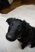 Lilly, a female Australian Shepherd and Border Collie for sale in Oswego, IL – Photo 3 of 7