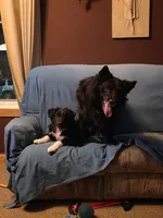 Lilly, a female Australian Shepherd and Border Collie for sale in Oswego, IL – Photo 7 of 7