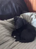 Lilly, a female Australian Shepherd and Border Collie for sale in Oswego, IL – Photo 4 of 7