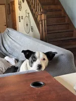 Fluffy, a female Australian Shepherd and Border Collie for sale in Oswego, IL – Photo 4 of 5