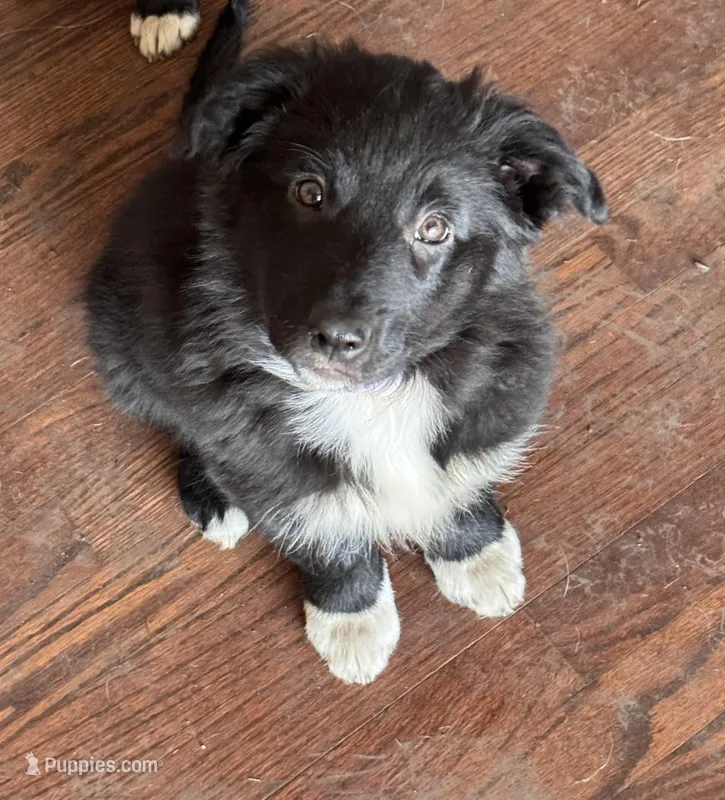 Fluffy – Australian Shepherd, Border Collie puppy for sale in Oswego, IL