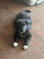 Fluffy, a female Australian Shepherd and Border Collie for sale in Oswego, IL – Photo 2 of 5