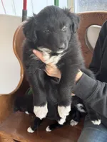 Fluffy, a female Australian Shepherd and Border Collie for sale in Oswego, IL – Photo 3 of 5