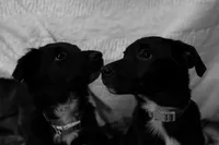 Socks, a female Australian Shepherd and Border Collie for sale in Oswego, IL – Photo 5 of 7