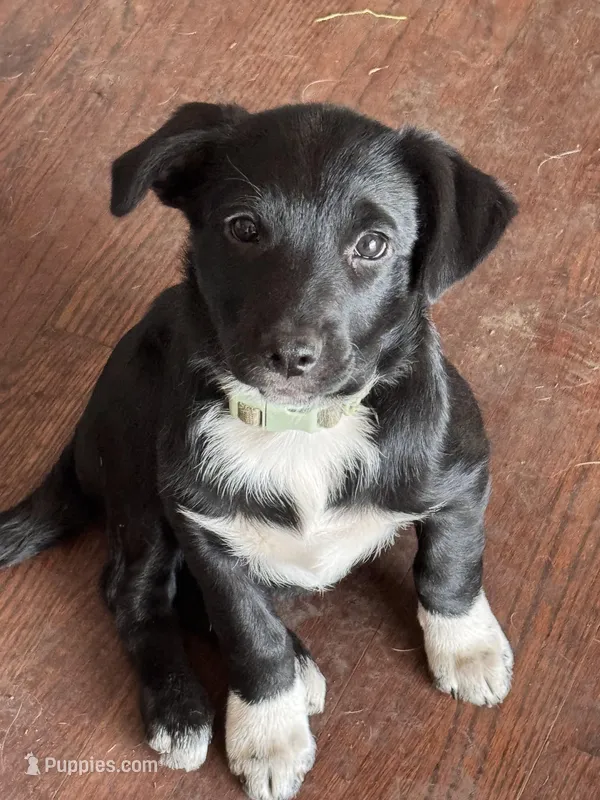 Socks – Australian Shepherd, Border Collie puppy for sale in Oswego, IL