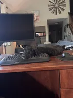 Socks, a female Australian Shepherd and Border Collie for sale in Oswego, IL – Photo 3 of 7