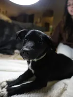 Socks, a female Australian Shepherd and Border Collie for sale in Oswego, IL – Photo 2 of 7