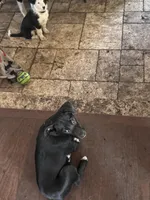 Rosie, a female Australian Shepherd and Border Collie for sale in Oswego, IL – Photo 2 of 6