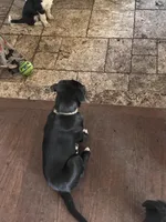 Rosie, a female Australian Shepherd and Border Collie for sale in Oswego, IL – Photo 3 of 6