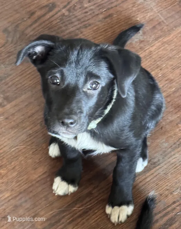 Rosie – Australian Shepherd, Border Collie puppy for sale in Oswego, IL