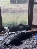 Rosie, a female Australian Shepherd and Border Collie for sale in Oswego, IL – Photo 4 of 6