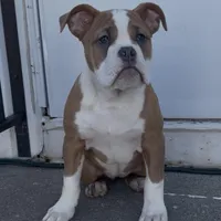 Lucy, a female Olde English Bulldogge for sale in Attleboro, MA – Photo 1 of 8