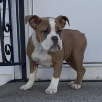 Lucy, a female Olde English Bulldogge for sale in Attleboro, MA – Photo 8 of 8