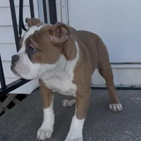 Lucy, a female Olde English Bulldogge for sale in Attleboro, MA – Photo 5 of 8