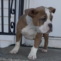 Lucy, a female Olde English Bulldogge for sale in Attleboro, MA – Photo 3 of 8