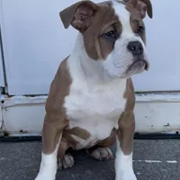 Lucy, a female Olde English Bulldogge for sale in Attleboro, MA – Photo 7 of 8