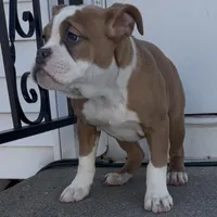 Lucy, a female Olde English Bulldogge for sale in Attleboro, MA – Photo 2 of 8