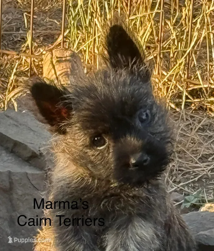 Sweet Caroline, a female Cairn Terrier for sale in Albany, OR – Photo 1 of 4