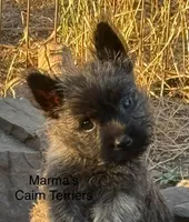 Sweet Caroline, a female Cairn Terrier for sale in Albany, OR – Photo 1 of 4