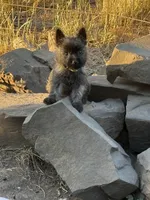 Sweet Caroline, a female Cairn Terrier for sale in Albany, OR – Photo 2 of 4