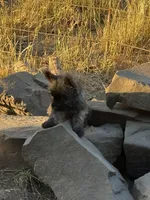 Sweet Caroline, a female Cairn Terrier for sale in Albany, OR – Photo 3 of 4