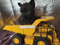 Oregon Ruger, a male Cairn Terrier for sale in Albany, OR – Photo 2 of 4