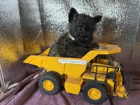 Oregon Ruger, a male Cairn Terrier for sale in Albany, OR – Photo 3 of 4