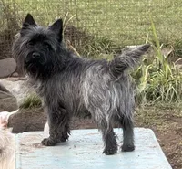 Oregon Ruger, a male Cairn Terrier for sale in Albany, OR – Photo 4 of 4