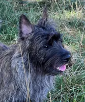 Oregon Annie, a female Cairn Terrier for sale in Albany, OR – Photo 4 of 4