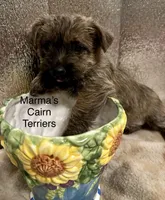 Oregon Annie, a female Cairn Terrier for sale in Albany, OR – Photo 2 of 4