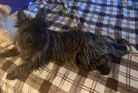 Oregon Annie, a female Cairn Terrier for sale in Albany, OR – Photo 3 of 4
