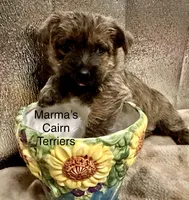 Oregon Annie, a female Cairn Terrier for sale in Albany, OR – Photo 1 of 4