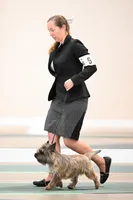 Oregon Scooter, a male Cairn Terrier for sale in Albany, OR – Photo 4 of 4