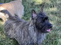 Oregon Scooter, a male Cairn Terrier for sale in Albany, OR – Photo 2 of 4
