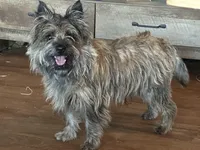 Oregon Scooter, a male Cairn Terrier for sale in Albany, OR – Photo 3 of 4