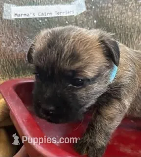 Oregon Scooter, a male Cairn Terrier for sale in Albany, OR – Photo 1 of 4