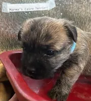 Oregon Scooter, a male Cairn Terrier for sale in Albany, OR – Photo 1 of 4