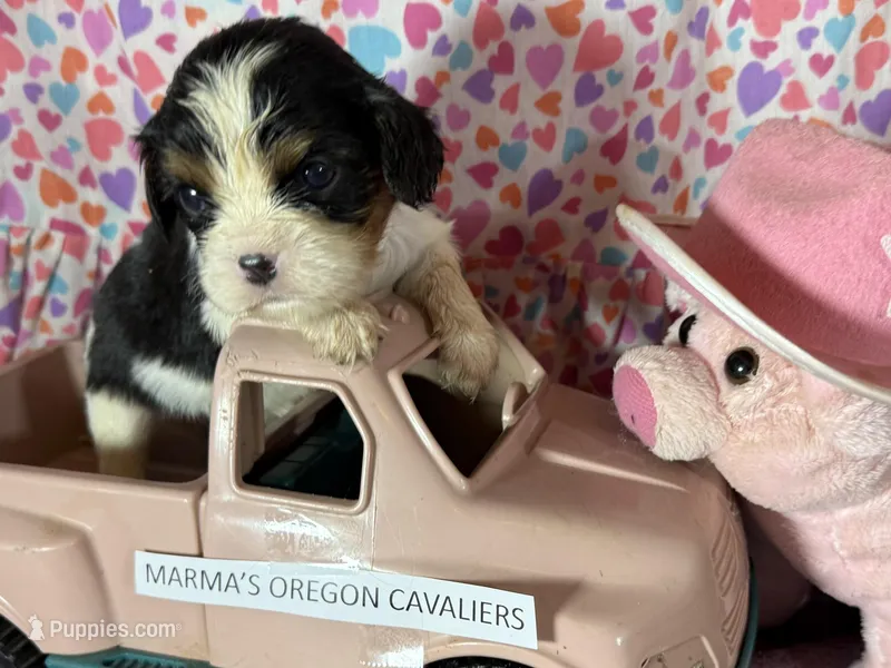 Oregon Sophia, a female Cavalier King Charles Spaniel for sale in Albany, OR – Photo 1 of 7