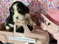 Oregon Sophia, a female Cavalier King Charles Spaniel for sale in Albany, OR – Photo 1 of 7