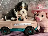 Oregon Sophia, a female Cavalier King Charles Spaniel for sale in Albany, OR – Photo 2 of 7