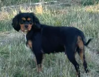 Oregon Sophia, a female Cavalier King Charles Spaniel for sale in Albany, OR – Photo 5 of 7