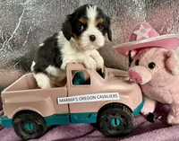 Oregon Sophia, a female Cavalier King Charles Spaniel for sale in Albany, OR – Photo 3 of 7