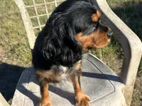 Oregon Sophia, a female Cavalier King Charles Spaniel for sale in Albany, OR – Photo 6 of 7