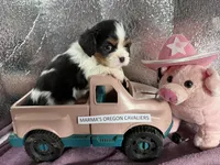 Oregon Sophia, a female Cavalier King Charles Spaniel for sale in Albany, OR – Photo 4 of 7